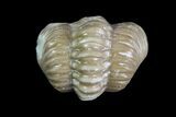 Bargain, Enrolled Kainops Trilobites - Oklahoma #95928-1